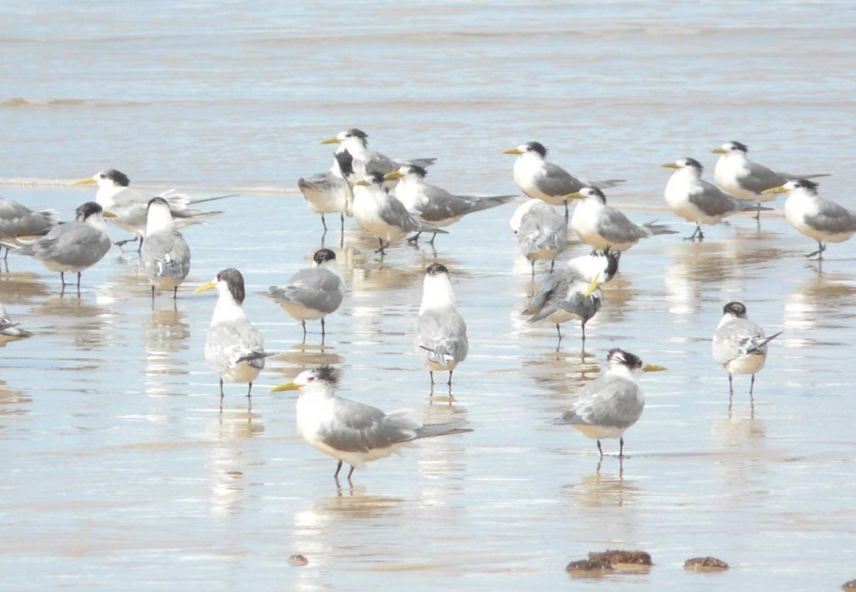  - 1200460Crested terns
